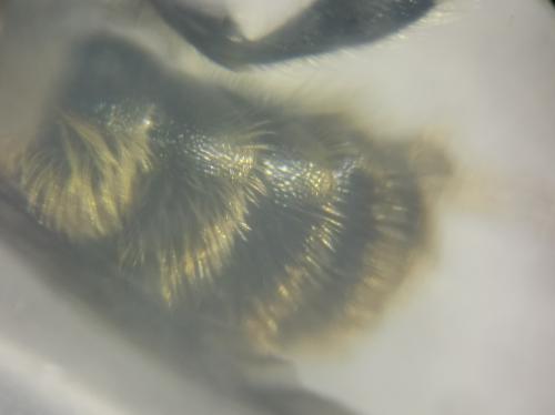 Osmia caerulescens